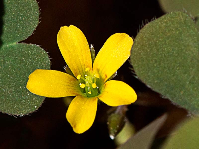 Trébol púrpura (Oxalis corniculata var. atropurpurea)