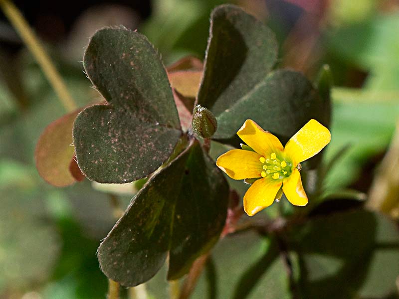 Trébol púrpura (Oxalis corniculata var. atropurpurea)