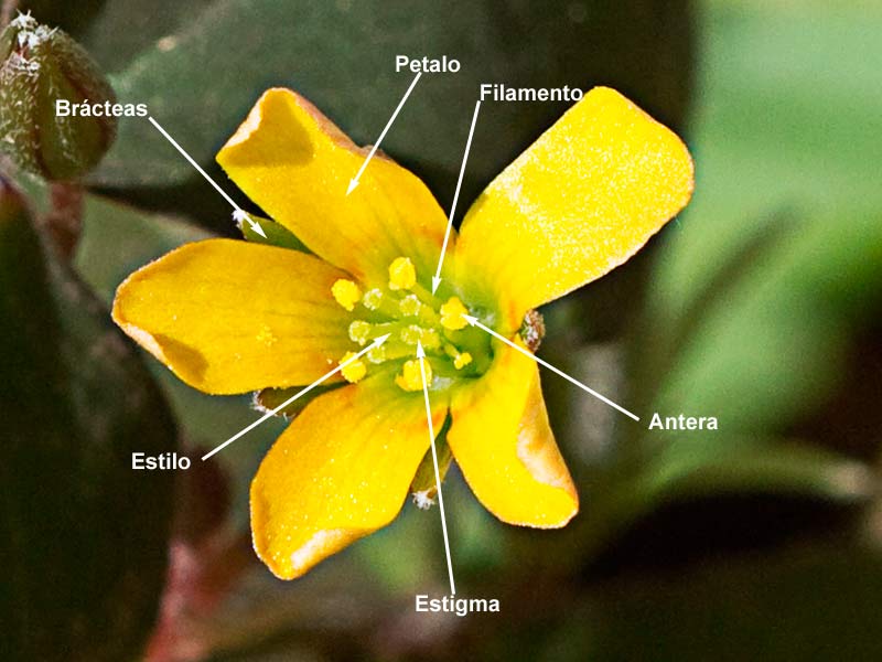 Trébol púrpura (Oxalis corniculata var. atropurpurea)