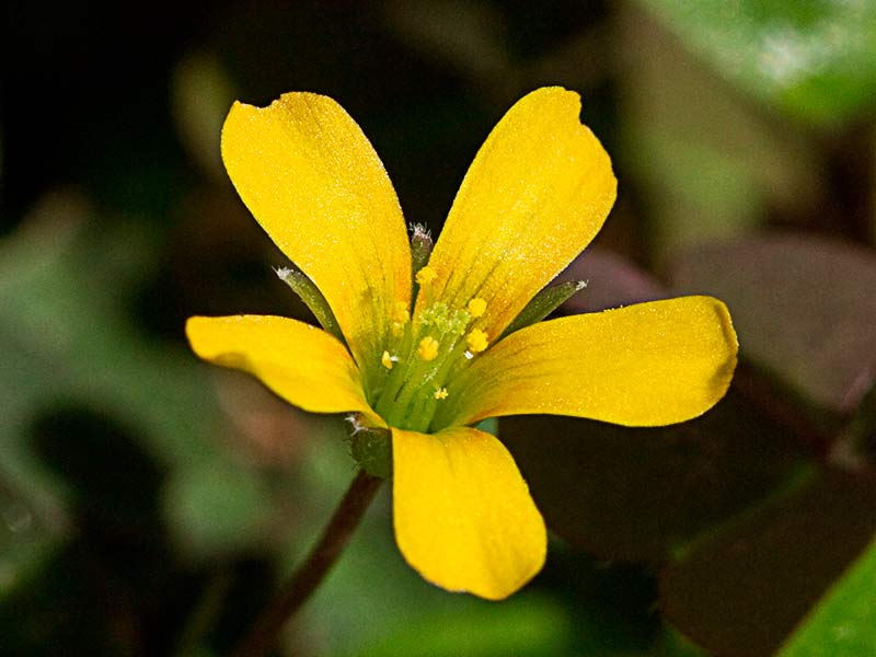 Trébol púrpura (Oxalis corniculata var. atropurpurea)
