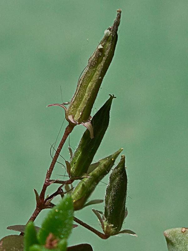 Cápsula del Trébol púrpura (Oxalis corniculata var. atropurpurea)