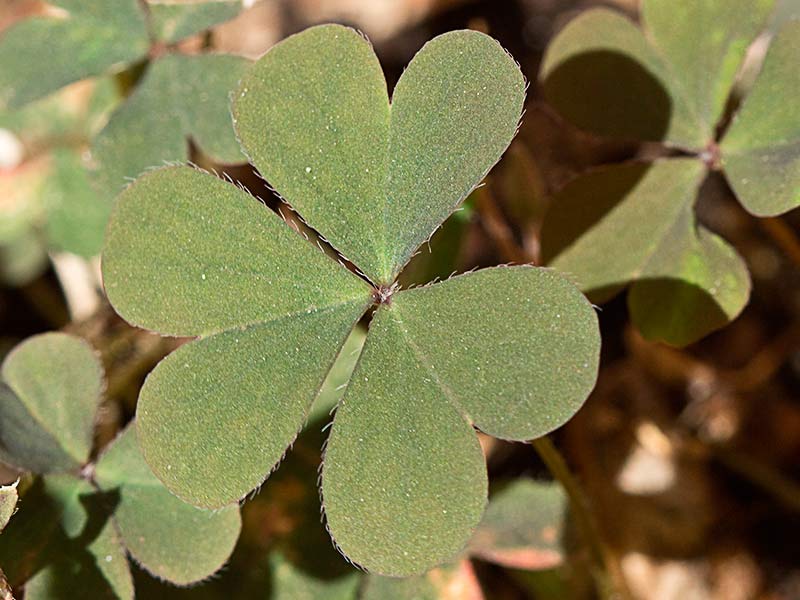 Trébol púrpura (Oxalis corniculata var. atropurpurea)