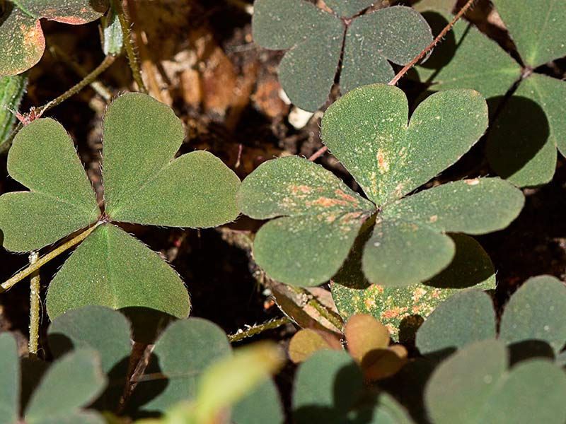 Trébol púrpura (Oxalis corniculata var. atropurpurea)