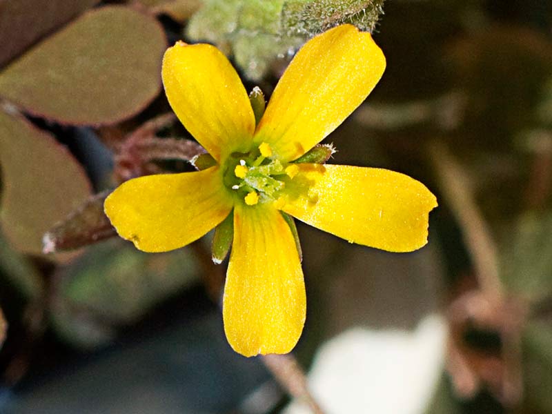Trébol púrpura (Oxalis corniculata var. atropurpurea)