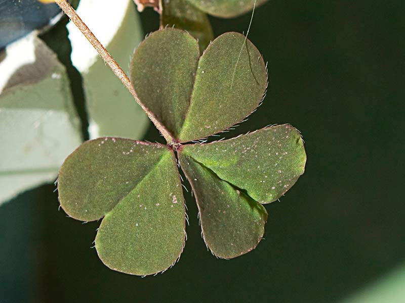 Trébol púrpura (Oxalis corniculata var. atropurpurea)