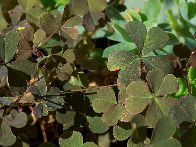 Trébol púrpura (Oxalis corniculata var. atropurpurea)