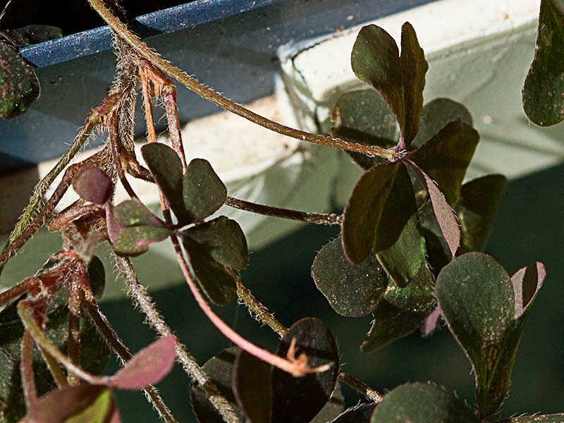 Trébol púrpura (Oxalis corniculata var. atropurpurea)