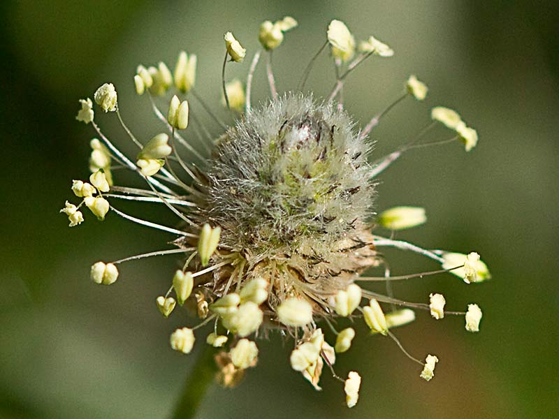 Plantago Lagopus. Llantén menor 