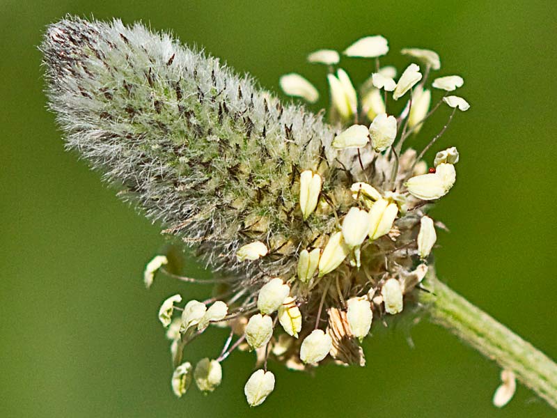 Plantago Lagopus. Llantén menor 