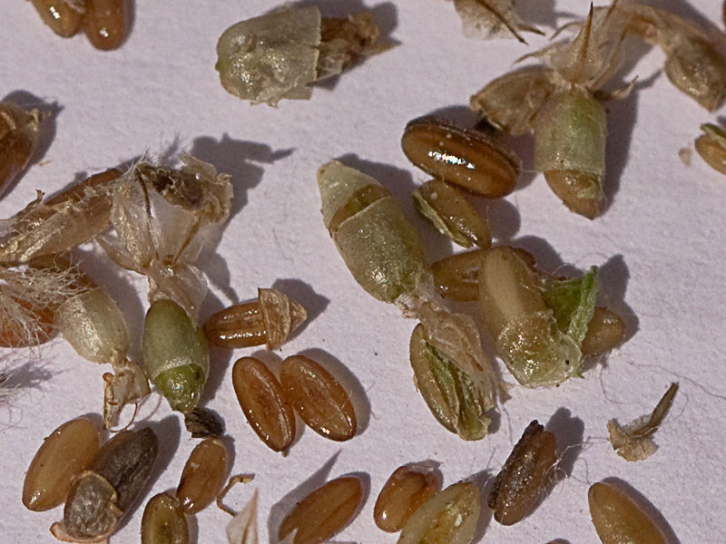Semillas del Plantago Lagopus. Llantén menor 
