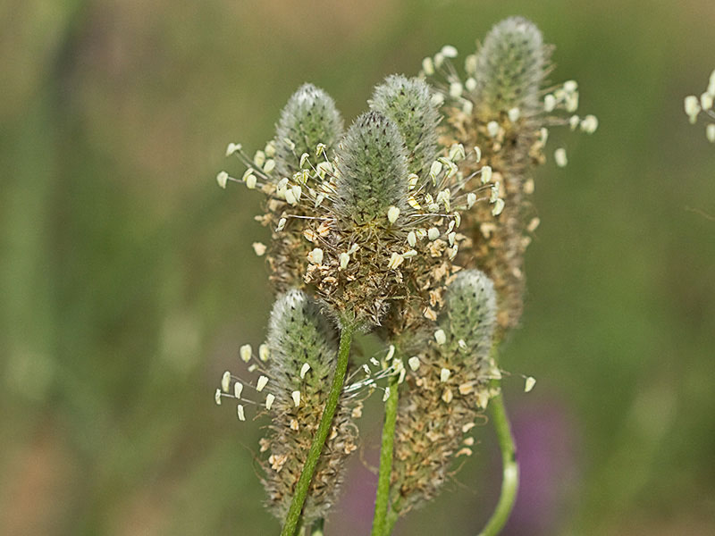 Plantago Lagopus. Llantén menor 