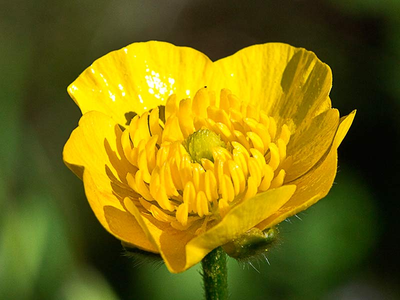 Flor de botón de oro (Ranunculus ollissiponensis)