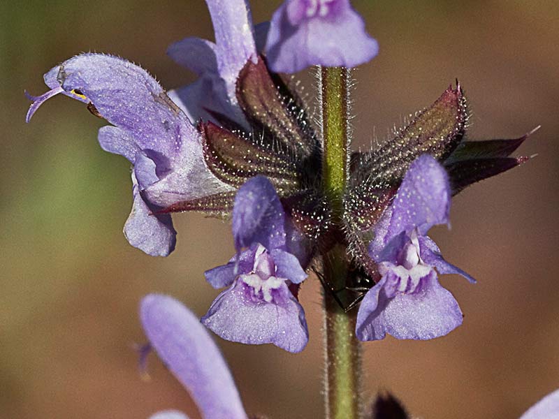 Verbenaca, gallocresta (Salvia verbenaca)