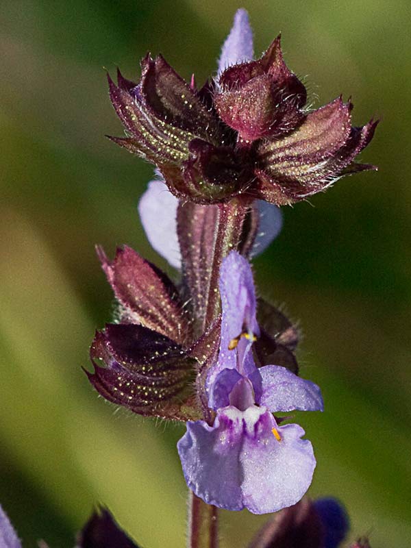 Verbenaca, gallocresta (Salvia verbenaca)