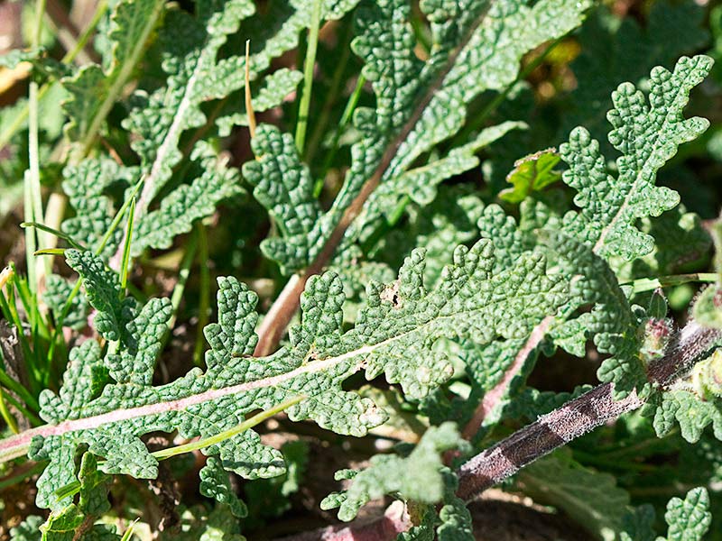 Hojas basales de la Verbenaca, gallocresta (Salvia verbenaca)