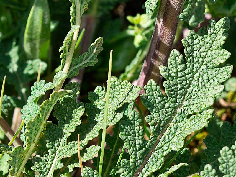 Hojas de la Verbenaca, gallocresta (Salvia verbenaca)