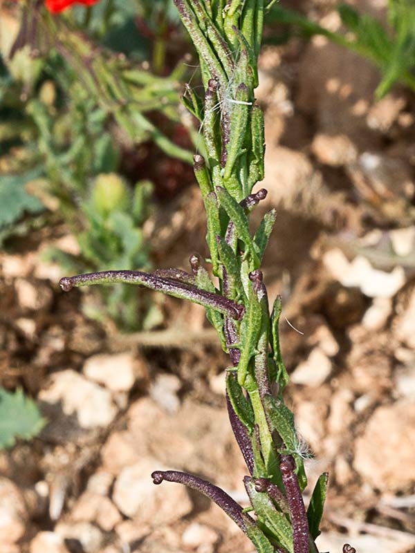 Tallo y frutos de Géniva (Sisymbrium austriacum subsp. contortum)