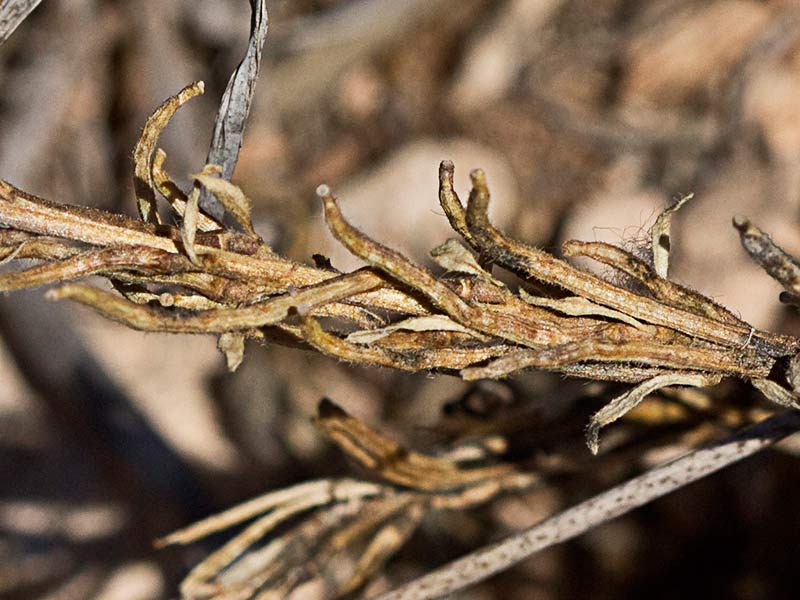 Tallo y frutos ya secos de Géniva (Sisymbrium austriacum subsp. contortum)
