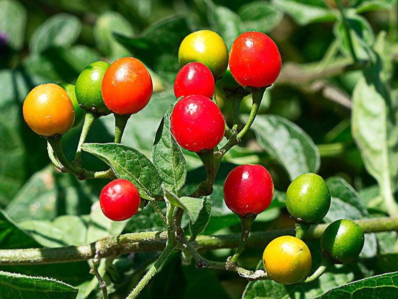 Uvas del diablo, fruto de la dulcamara