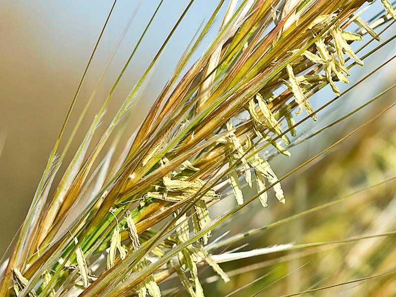 Espartera del valle la Guarra (Stipa tenacissima)