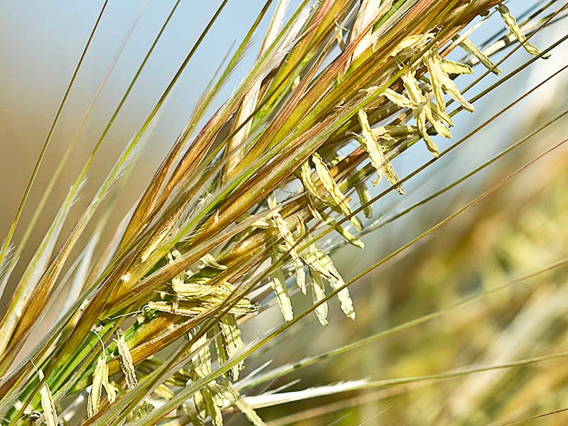 Espartera del valle la Guarra (Stipa tenacissima)
