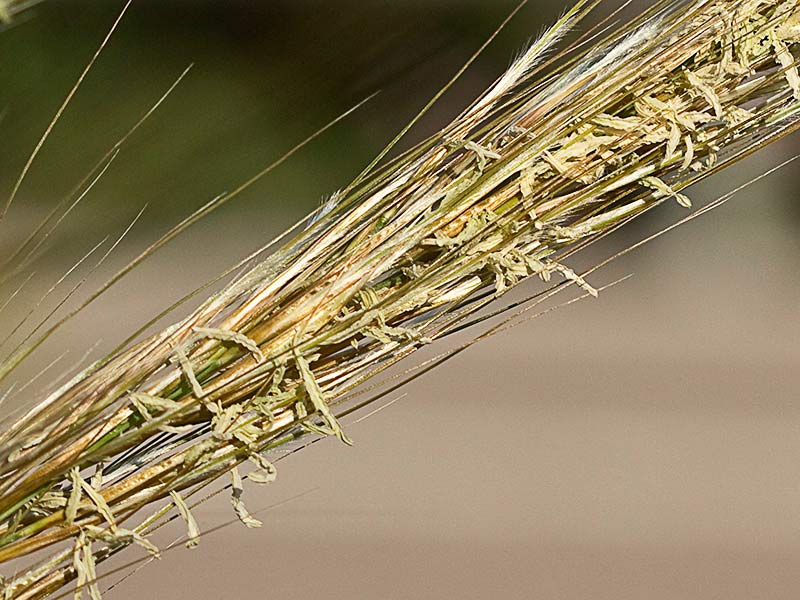 Espartera del valle la Guarra (Stipa tenacissima)