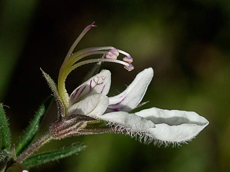 Pinillo bastardo (Teucrium pseudochamaepitys)