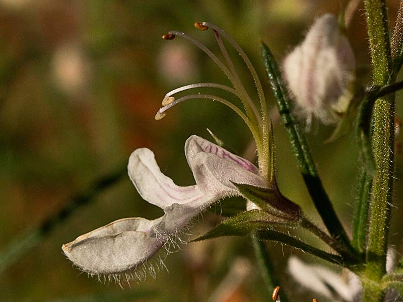 Pinillo bastardo (Teucrium pseudochamaepitys)