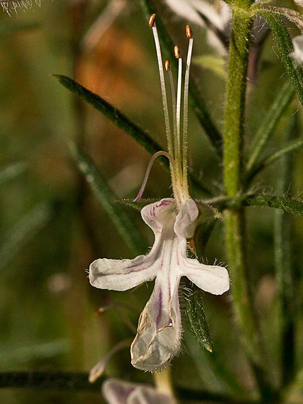 Pinillo bastardo (Teucrium pseudochamaepitys)