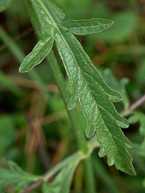 Verbena (Verbena officinalis)