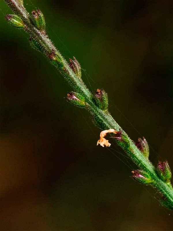 Verbena (Verbena officinalis)