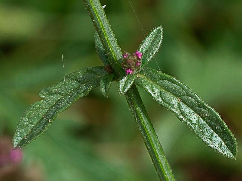 Verbena (Verbena officinalis)