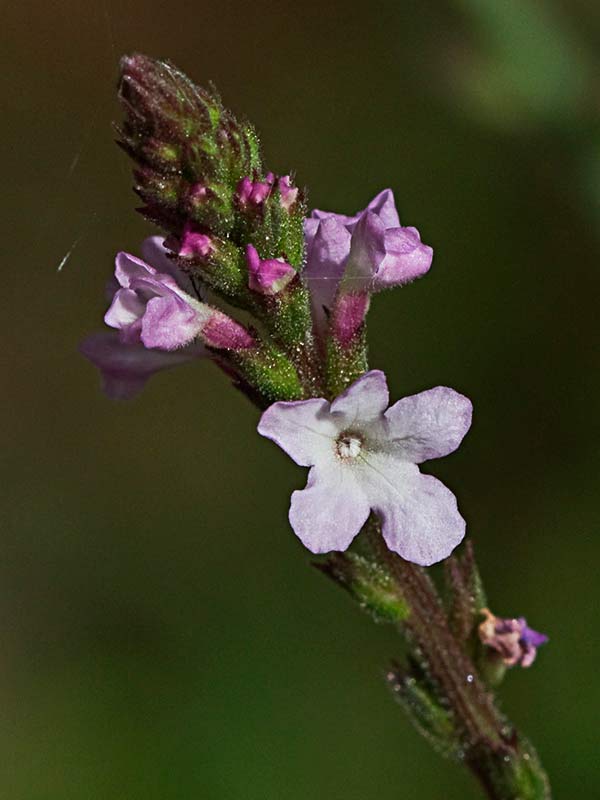 Verbena (Verbena officinalis)