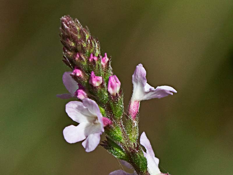 Verbena (Verbena officinalis)