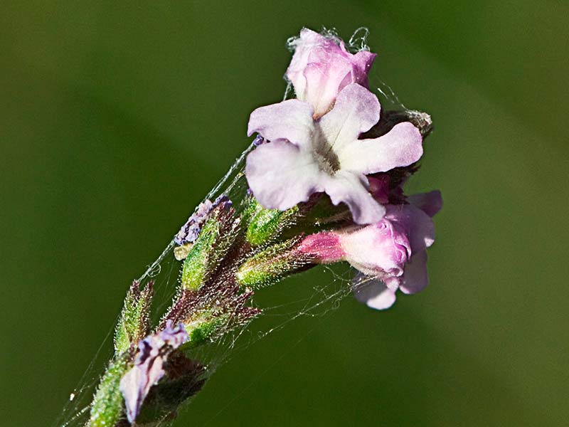 Verbena (Verbena officinalis)