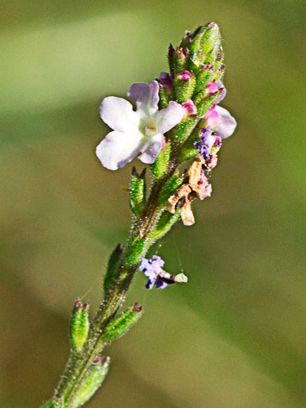 Verbena (Verbena officinalis)