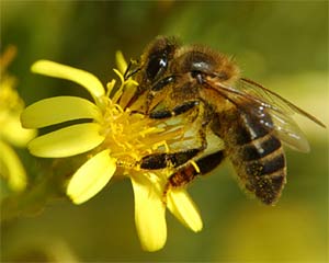 Abeja
