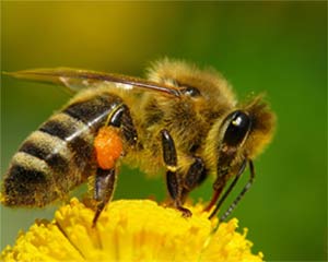 Abeja libando