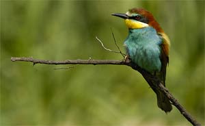 Abejaruco