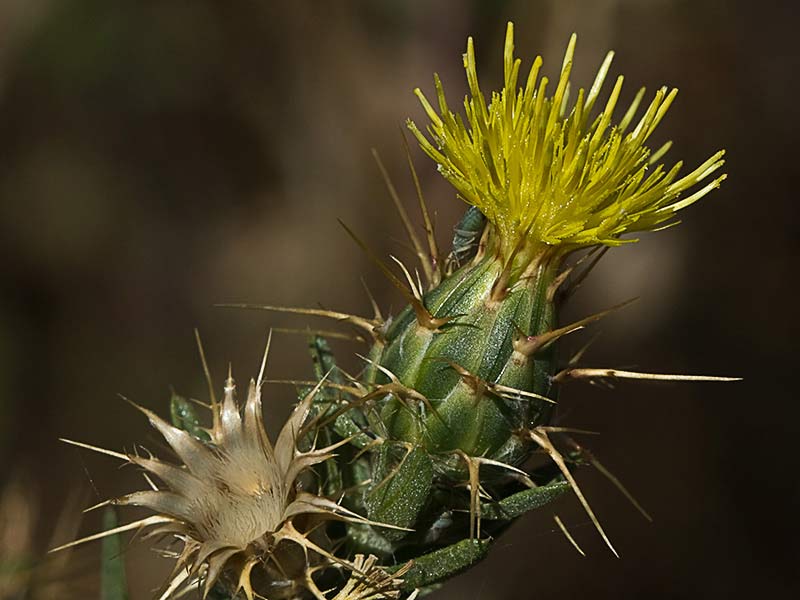 Abrepuños (Centaurea melitensis)