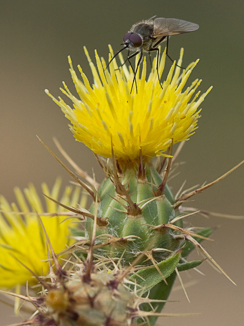 Detalle del capítulo del Abrepuños (Centaurea melitensis)