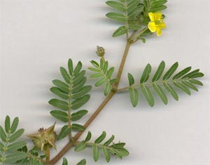 Mata de abrojos (Tribulus terrestris)