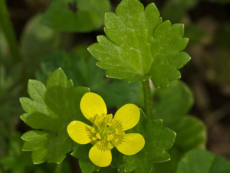 Abrojo a cinco (Ranunculus muricatus)