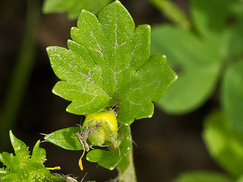 Hoja del Abrojo a cinco (Ranunculus muricatus)