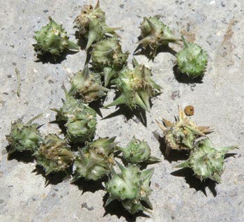 Abrojos (Tribulus terrestris)