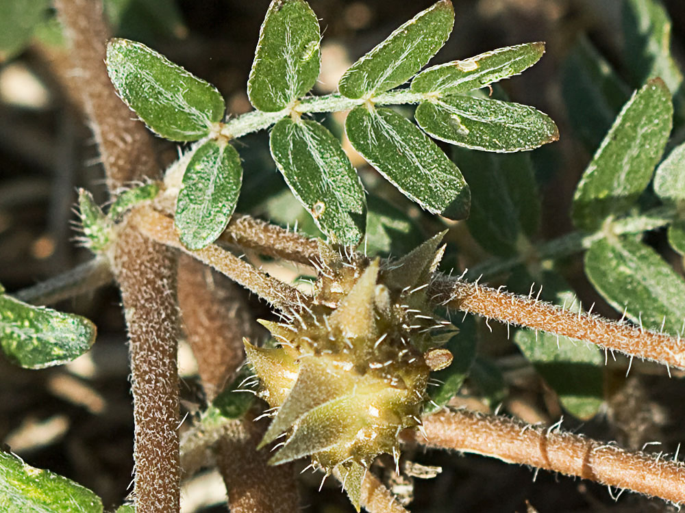 Abrojos (Tribulus terrestris)