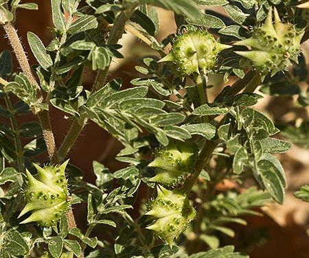 Abrojos (Tribulus terrestris)