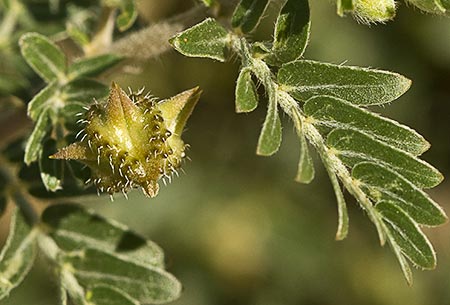 Abrojos (Tribulus terrestris)