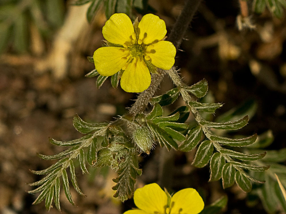 Abrojos (Tribulus terrestris)