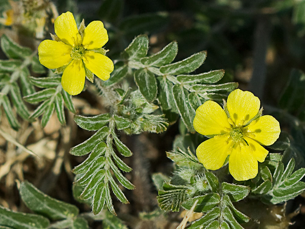 Abrojos (Tribulus terrestris)